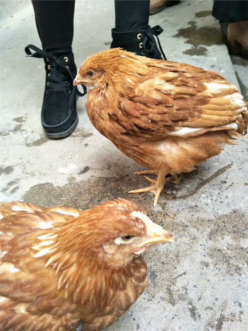 80쵰uP\ﲻP[luҺ֧ԭw