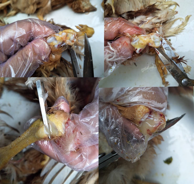 uҺ֧ԭwʲôܺýBuҺ֧ԭw֧҃ί