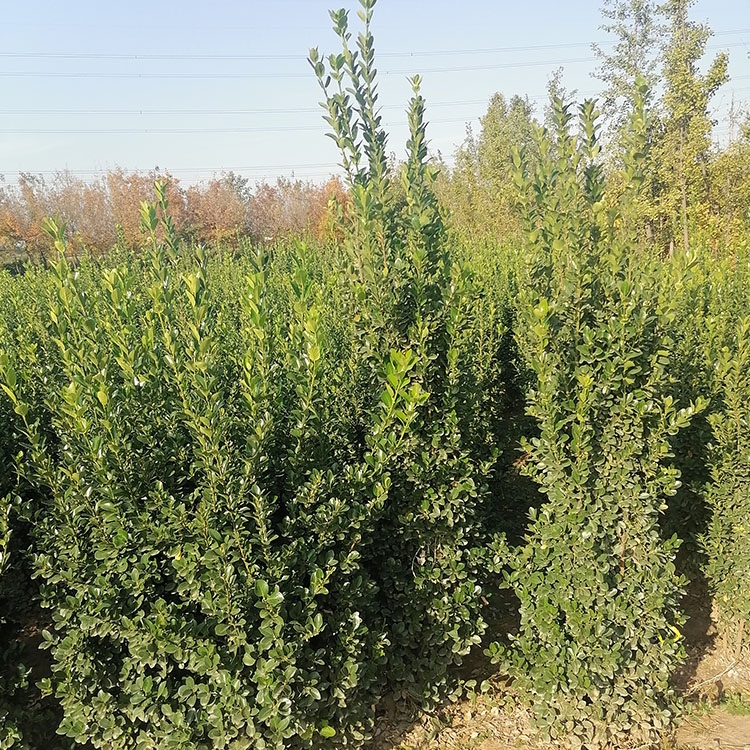 ~SGhë ~SGhëxS  SֱN