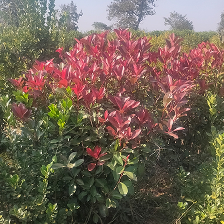 ɫt~ʯ شۼt~ʯ S҈r