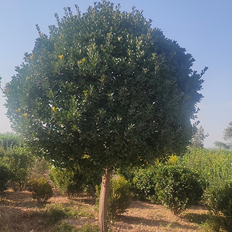 SҹUS Sr С^·^pֲ  ɽl