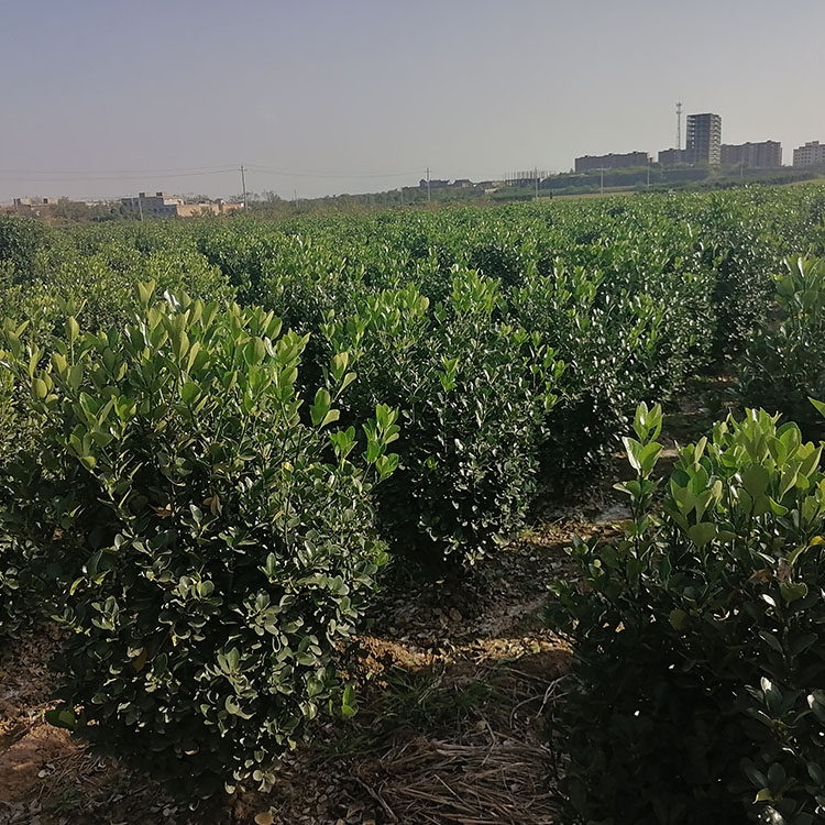 عڷ80cm-150cm~S Së |C