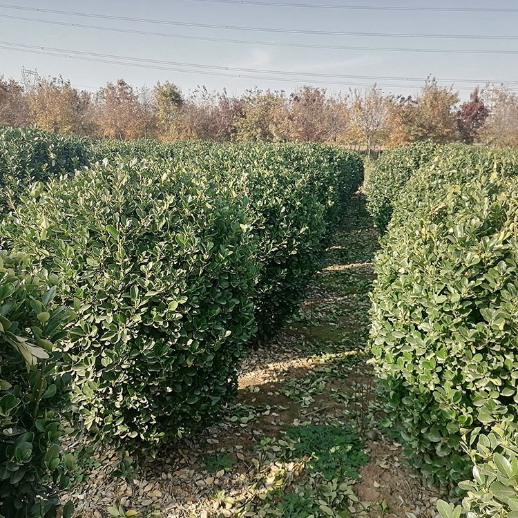 1.5״~S ļG~S @־^G Ghľ