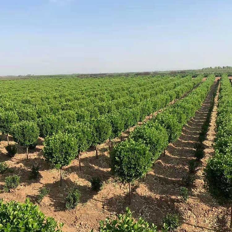 2-10cmUS ꖸߗUS M F؛N