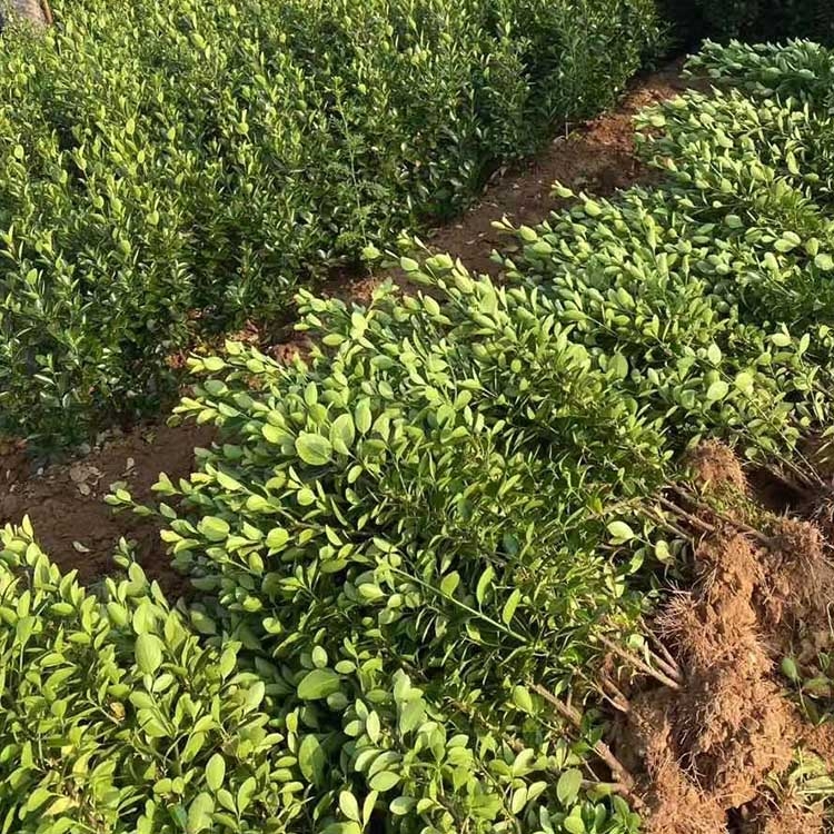 30-50ִ~SGh SС GֱN Ǥ׾So