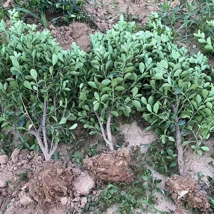 GhľֱN40ִ~SGh С^ͥԺGhļ ɻʸ