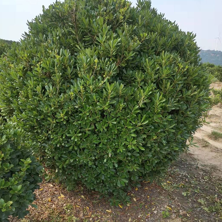 Gô~S Gľ򹩑 θ߳ɻƷN