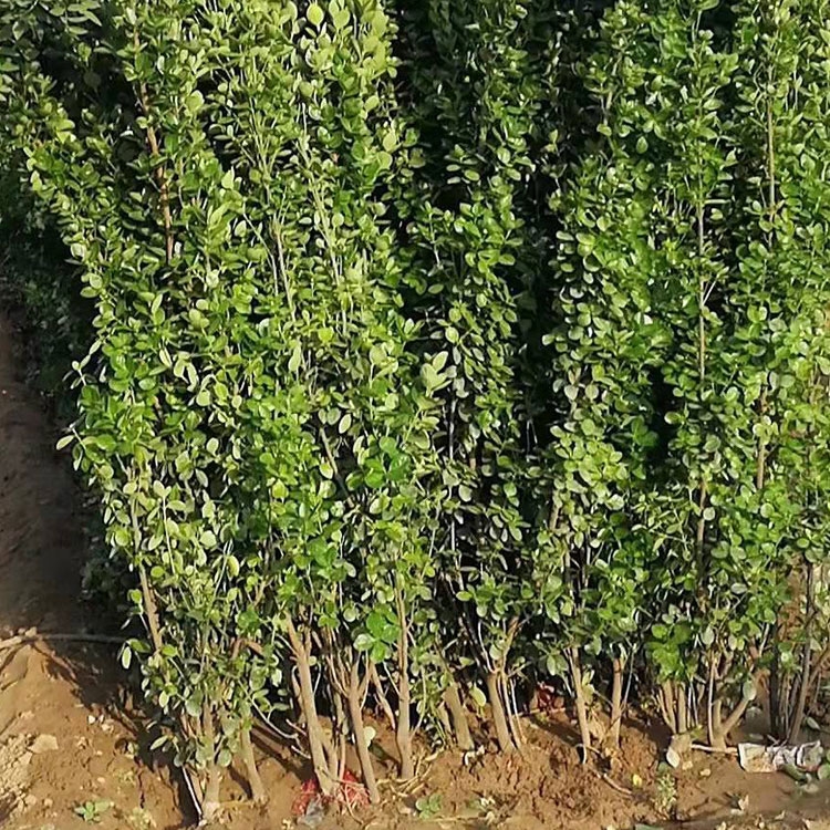 Ghľ ~SGhԷN Bo L ޼