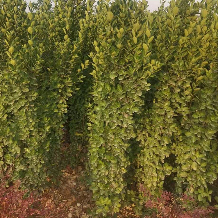 ۴~SGh ͥԺGh~Sl SGh|r