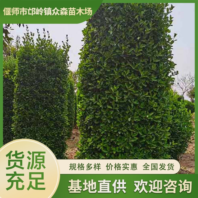 ꖃ|S 2~S 1.2-2׸ߴ~S