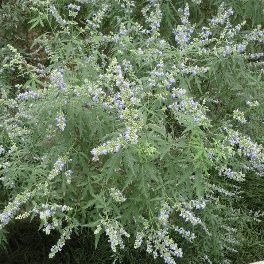 VGlNӃr o¹߅¾GùľNӳнӵVɽޏ;Ġֲ