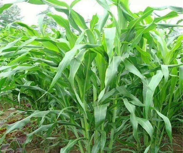 Vόī׷NӃr߮aݲݷNlнӸN߅¾G