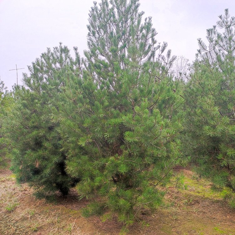 еƤɾ^͌͘κÎ60-70