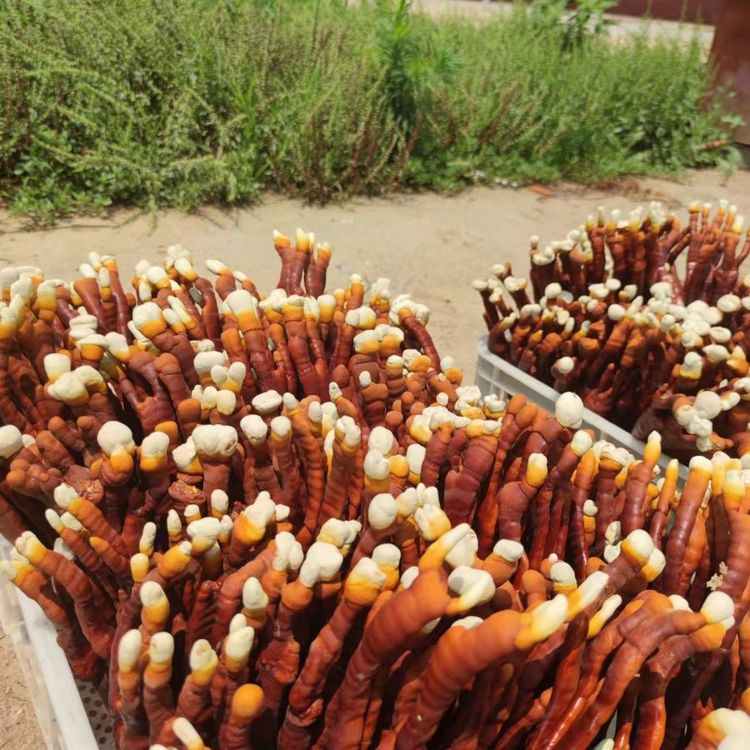 aع֥Ԫ¹`֥r^pL38cm؛Դ