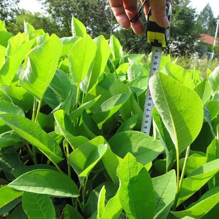 ŮľmŮͥԺGֲ@G^pľ