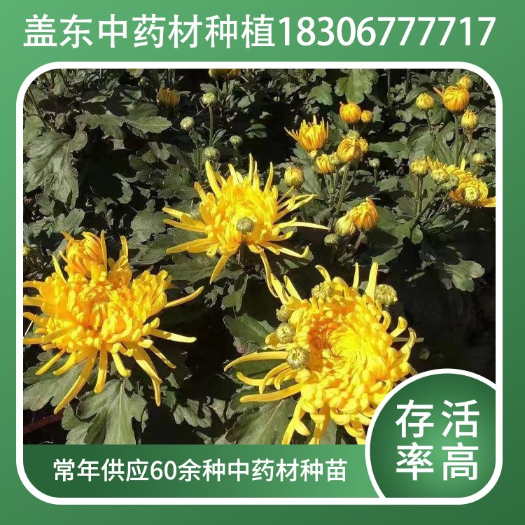 aʾˎķNֲԴ^aҎģ۵