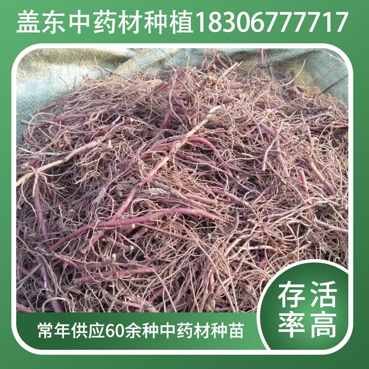 ˎķNԷˎӷNֲԴ^aϲꖵ