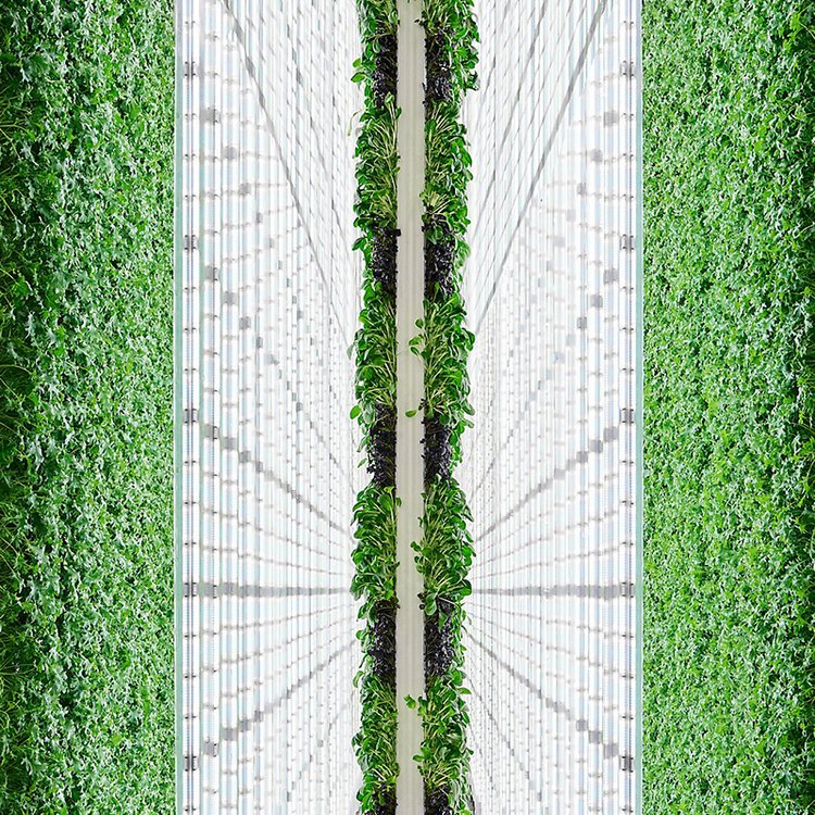 B耳׼bwNֱֲֲ﹤SoˮNֲ