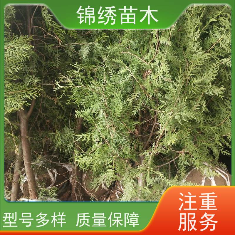 50-120cm߶ȠIBȰ100fù̾GȰؘ糣깩