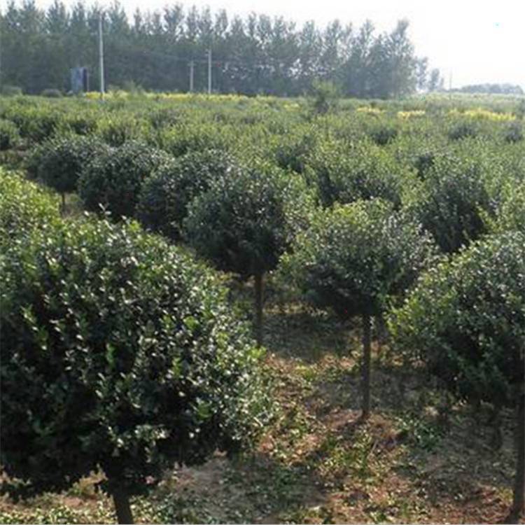 lì50-60lìС-8012lì