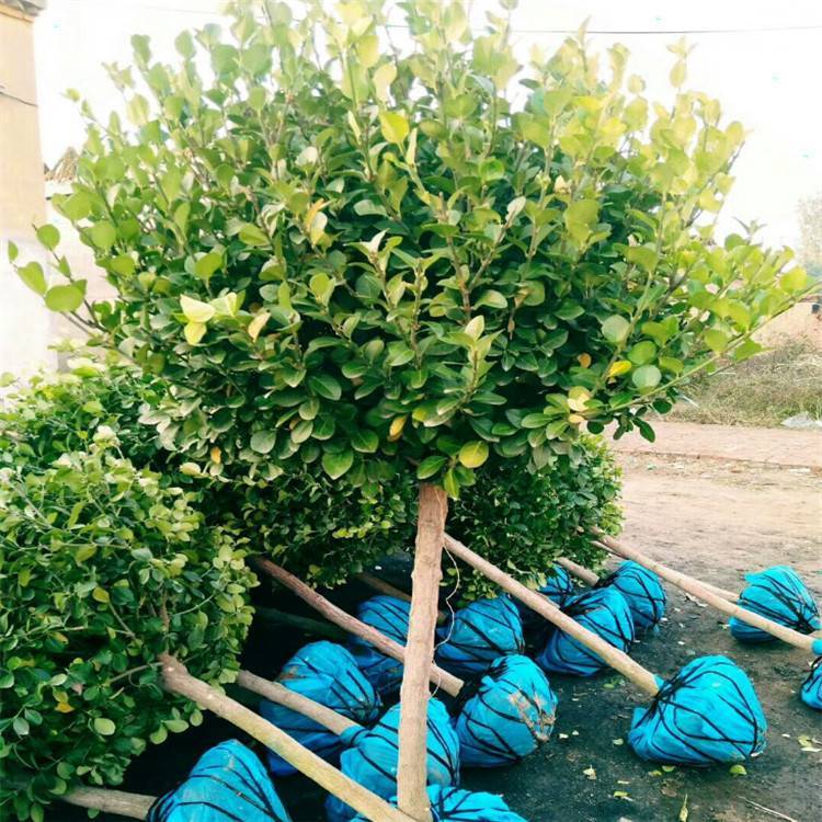 lì,4050lì6080ָߗUlì