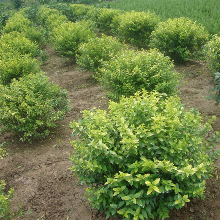 z|lìС_߶3040506070z|lì