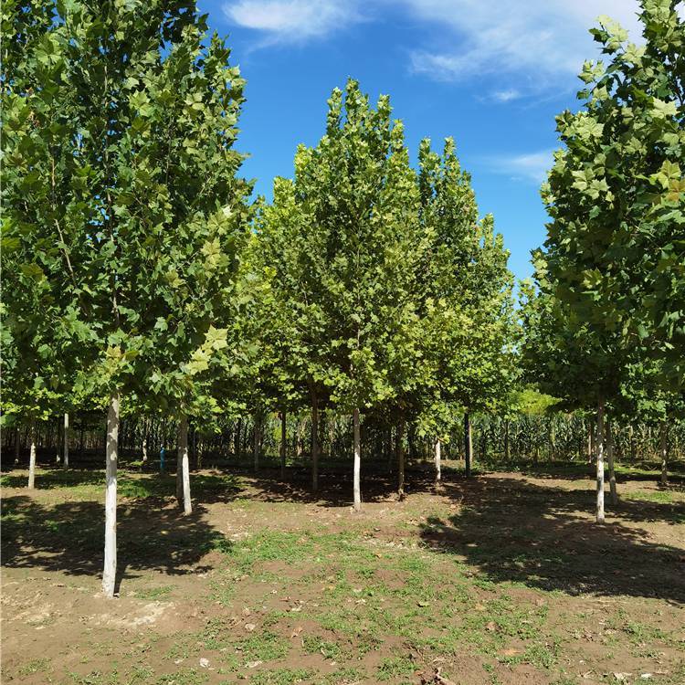 ͩ-ķNֲ-Ԉ-Ҏģ-ֲ꽡